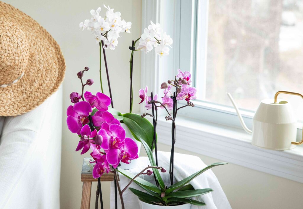 How To Grow Orchids In Water