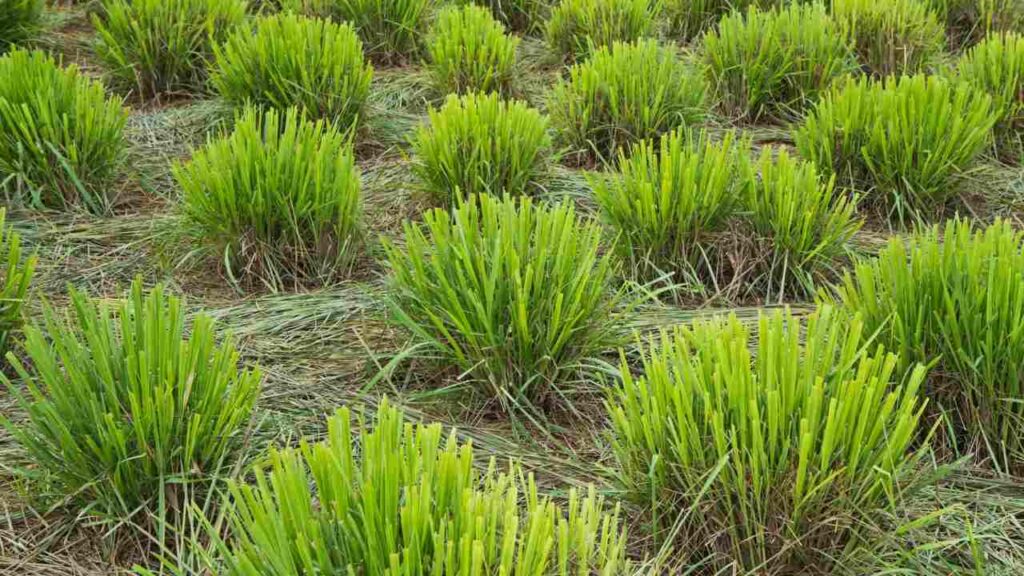 How To Grow Lemongrass