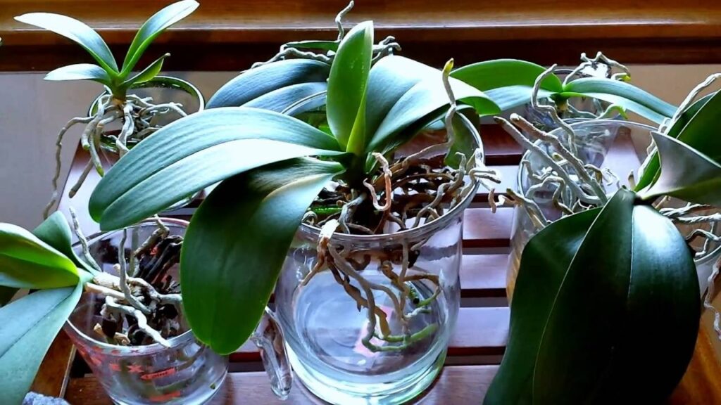 How To Grow Orchids In Water