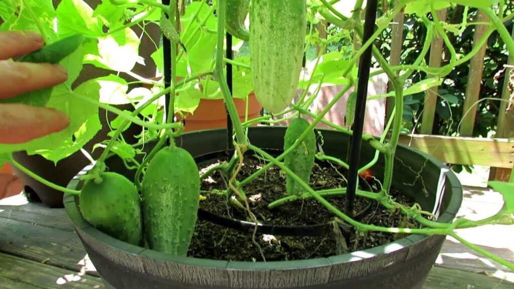 How To Grow Cucumbers In Pots