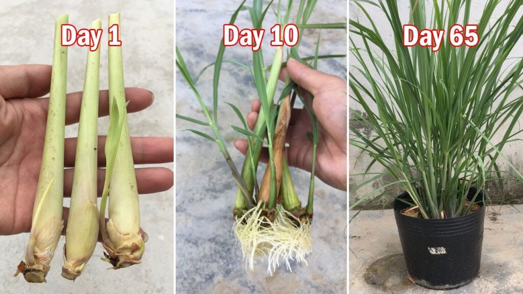 How To Grow Lemongrass