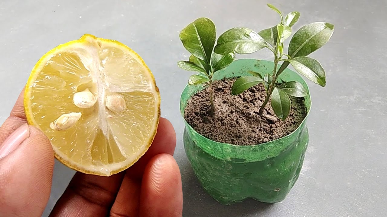 How To Grow Lemon Tree From Seed