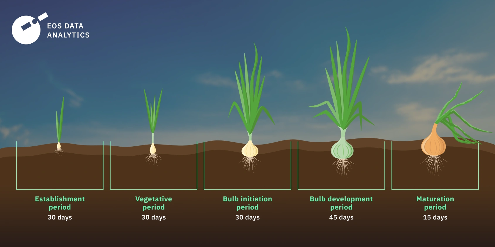 How To Grow Onions