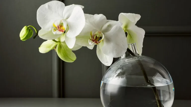 How To Grow Orchids In Water