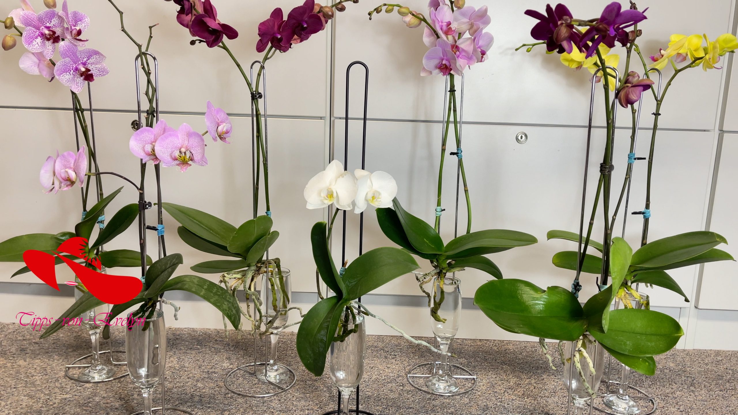 How To Grow Orchids In Water