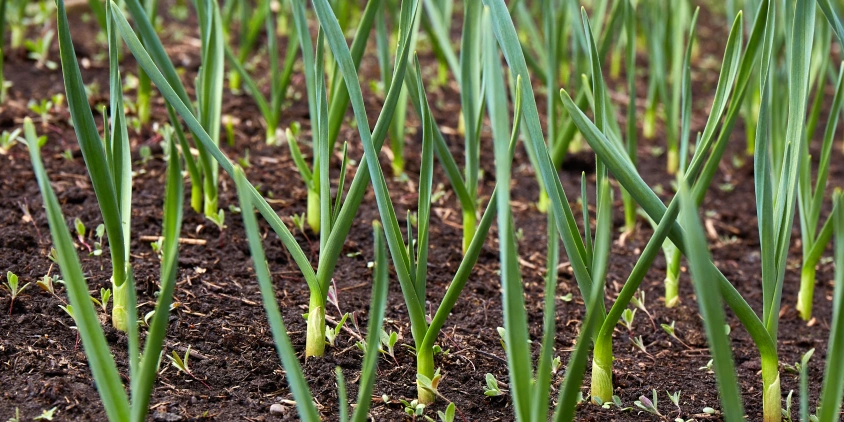 How To Grow Garlic