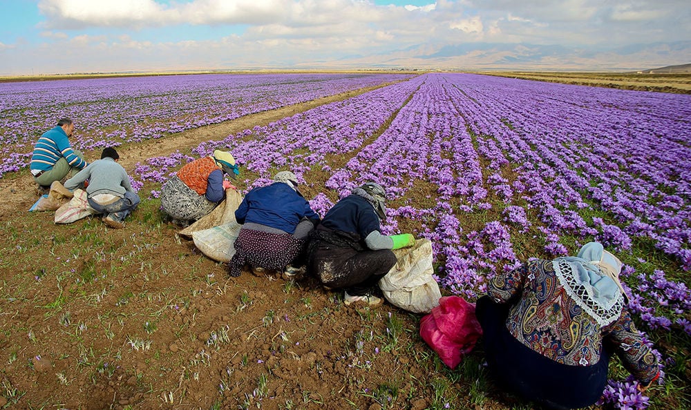 How To Grow Saffron