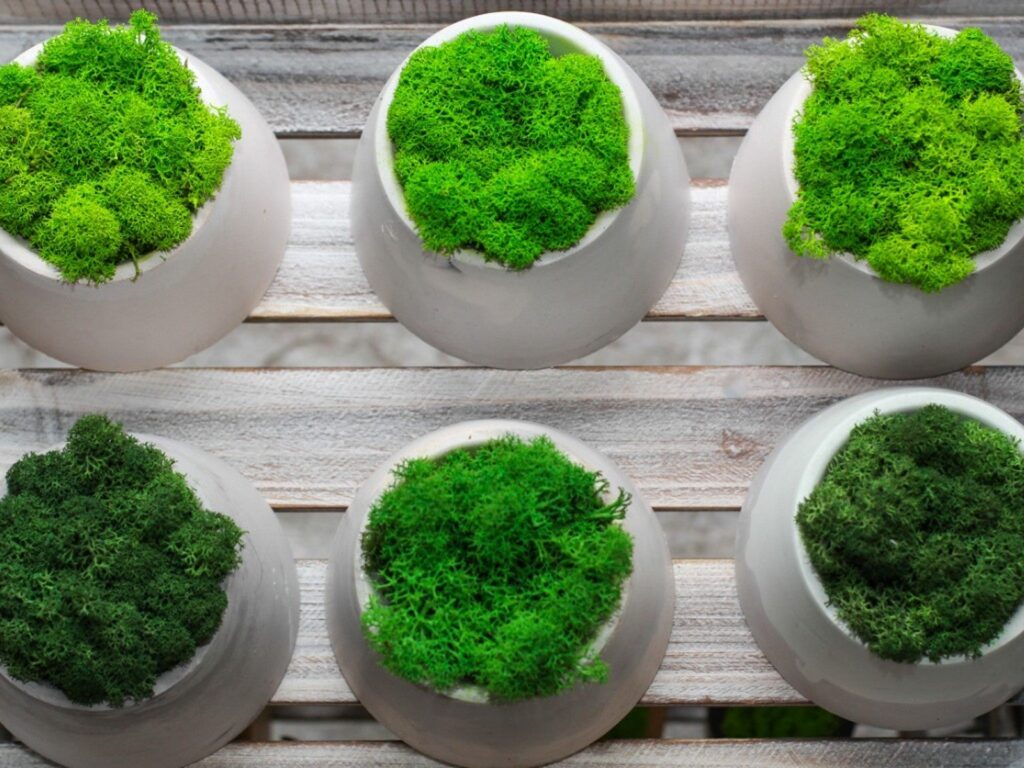 How To Grow Moss Indoors