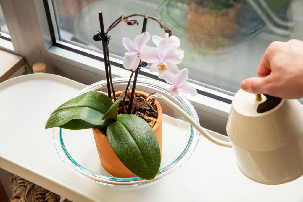 How To Grow Orchids In Water