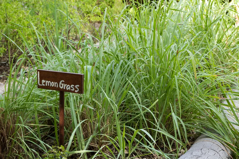 How To Grow Lemongrass